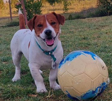 El "Superpoder" de tu Consentido: ¿Por qué dejar que tu perro olfatee todo en el paseo?🐾