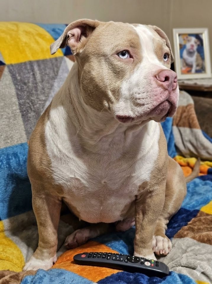 American Bully: Descubriendo al Gigante de Corazón Noble – Guía Completa de Crianza y Convivencia