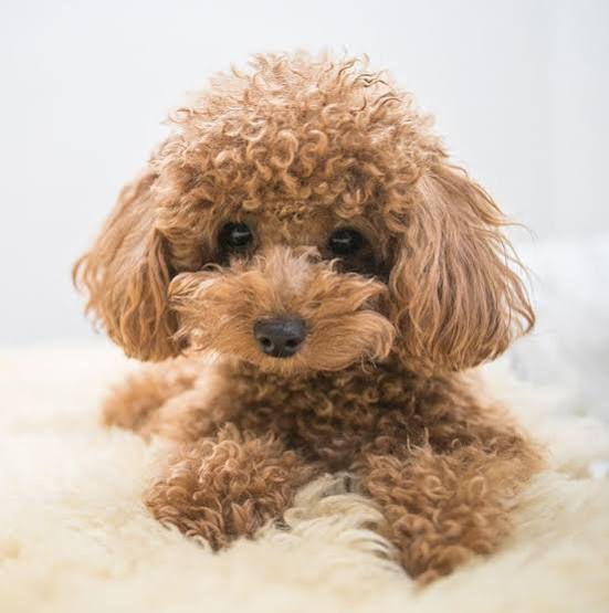 Caniche: El Origen Fascinante, la Historia Noble y un Héroe Inolvidable de la Raza
