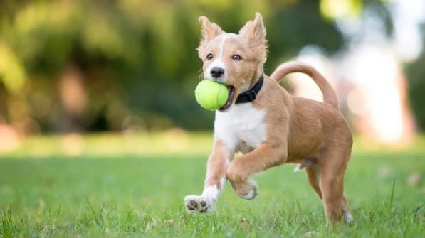Guardería Canina: ¿Un Espacio Clave para la Socialización y el Bienestar de tu Perro?