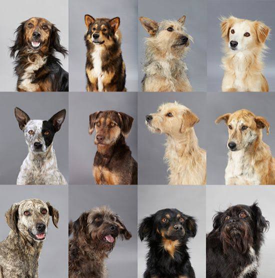 Mestizos: Celebrando la Diversidad y el Amor Incondicional de Nuestros Perros